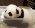 /album/fotogaleria/panda-bebe-jpg/